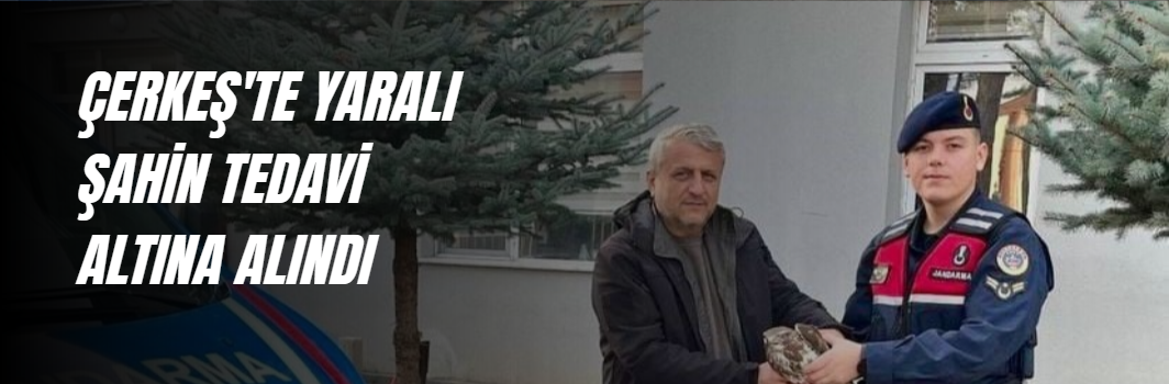 ÇERKEŞ'TE BULUNAN YARALI ŞAHİN TEDAVİ ALTINA ALINDI